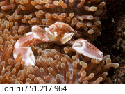 Spotted porcelain crab lives on a sea anemone, Lembeh Strait, Indonesia. VW Pics/Stocktrek Images/TASS. Стоковое фото, агентство ТАСС / Фотобанк Лори
