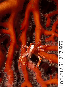 Elegant squat lobster (Allogalathea elegans), Solomon Islands. VW Pics/Stocktrek Images/TASS. Стоковое фото, агентство ТАСС / Фотобанк Лори