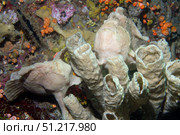 Pair of giant frogish blend in with the white sponges, Lembeh Strait, Indonesia. VW Pics/Stocktrek Images/TASS. Стоковое фото, агентство ТАСС / Фотобанк Лори