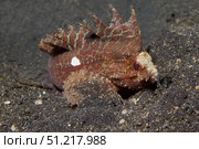 Longspine waspfish, Lembeh Strait, Indonesia. VW Pics/Stocktrek Images/TASS. Стоковое фото, агентство ТАСС / Фотобанк Лори