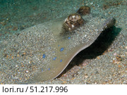 Blue-spotted ribbontail ray partly buries itself in hte sand, Lembeh Strait, Indonesia. VW Pics/Stocktrek Images/TASS. Стоковое фото, агентство ТАСС / Фотобанк Лори