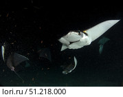 Monk's mobula feeding on plankton at night in the Sea of Cortez. VW Pics/Stocktrek Images/TASS. Стоковое фото, агентство ТАСС / Фотобанк Лори