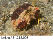 Rough box crab (Calappa gallus), Lembeh Strait, Indonesia. VW Pics/Stocktrek Images/TASS. Стоковое фото, агентство ТАСС / Фотобанк Лори