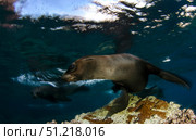 California sea lion playing at surface near La Paz, Baja California Sur. VW Pics/Stocktrek Images/TASS. Стоковое фото, агентство ТАСС / Фотобанк Лори
