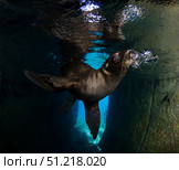 California sea lion playing in sea cave, Baja California Sur. VW Pics/Stocktrek Images/TASS. Стоковое фото, агентство ТАСС / Фотобанк Лори