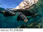California sea lions near La Paz, Baja California Sur. VW Pics/Stocktrek Images/TASS. Стоковое фото, агентство ТАСС / Фотобанк Лори