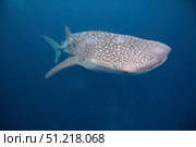 A whale shark swimming in the blue water of the Bohol Sea, Philippines. VW Pics/Stocktrek Images/TASS. Стоковое фото, агентство ТАСС / Фотобанк Лори