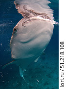 Whale shark feeding in the Bohol Sea, Philippines VW Pics/Stocktrek Images/TASS. Стоковое фото, агентство ТАСС / Фотобанк Лори