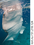 Whale shark feeding in the Bohol Sea, Philippines VW Pics/Stocktrek Images/TASS. Стоковое фото, агентство ТАСС / Фотобанк Лори
