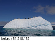 Chinstrap penguins on an iceberg near Aitcho Islands, Antarctic Peninsula. Ofer Zidon / Stocktrek Images/TASS. Стоковое фото, агентство ТАСС / Фотобанк Лори