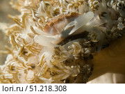 Xenis swimming crab in Xenia soft coral, Lembeh Strait, Indonesia. VW Pics/Stocktrek Images/TASS. Стоковое фото, агентство ТАСС / Фотобанк Лори