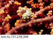 Pygmy seahorse hiding on a sea fan, Lembeh Strait, Indonesia. VW Pics/Stocktrek Images/TASS. Стоковое фото, агентство ТАСС / Фотобанк Лори