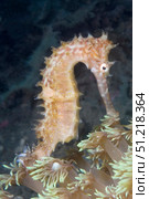 Thorny seahorse in soft coral, Lembeh Strait, Indonesia. VW Pics/Stocktrek Images/TASS. Стоковое фото, агентство ТАСС / Фотобанк Лори