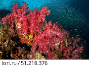 Soft corals at Richelieu Rock, Surin Islands, Thailand. VW Pics/Stocktrek Images/TASS. Стоковое фото, агентство ТАСС / Фотобанк Лори