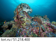 Banded sea krait in Napantao Sanctuary, Philippines. VW Pics/Stocktrek Images/TASS. Стоковое фото, агентство ТАСС / Фотобанк Лори