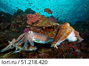 Pharaoh cuttlefish mating behavior at Richelieu Rock, Thailand. VW Pics/Stocktrek Images/TASS. Стоковое фото, агентство ТАСС / Фотобанк Лори