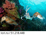 Pharaoh cuttlefish mating behavior at Richelieu Rock, Thailand. VW Pics/Stocktrek Images/TASS. Стоковое фото, агентство ТАСС / Фотобанк Лори