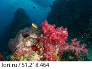 Soft corals at the iconic dive site, Richelieu Rock, Thailand. VW Pics/Stocktrek Images/TASS. Стоковое фото, агентство ТАСС / Фотобанк Лори