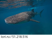A whale shark swimming in the blue water of the Bohol Sea, Philippines. VW Pics/Stocktrek Images/TASS. Стоковое фото, агентство ТАСС / Фотобанк Лори