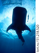Whale shark silhouette, Cenderawasih Bay, Indonesia. VW Pics/Stocktrek Images/TASS. Стоковое фото, агентство ТАСС / Фотобанк Лори