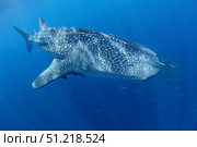 A single whale shark swimming in Cenderawasih Bay, Indonesia. VW Pics/Stocktrek Images/TASS. Стоковое фото, агентство ТАСС / Фотобанк Лори