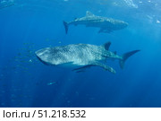 Two whale sharks feeding under a bagan fishing boat in Indonesia. VW Pics/Stocktrek Images/TASS. Стоковое фото, агентство ТАСС / Фотобанк Лори