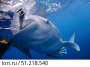 A whale shark feeds at the surface under a bagan fishing boat. VW Pics/Stocktrek Images/TASS. Стоковое фото, агентство ТАСС / Фотобанк Лори