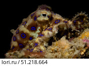 Blue ring octopus displaying rings, Lembeh Strait, North Sulawesi, Indonesia. VW Pics/Stocktrek Images/TASS. Стоковое фото, агентство ТАСС / Фотобанк Лори