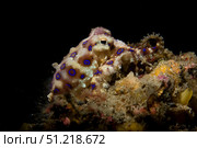 Blue ring octopus displaying rings, Lembeh Strait, North Sulawesi, Indonesia. VW Pics/Stocktrek Images/TASS. Стоковое фото, агентство ТАСС / Фотобанк Лори