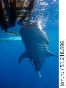 Whale shark feeding under a fishing platform in Cenderawasih Bay, Indonesia. VW Pics/Stocktrek Images/TASS. Стоковое фото, агентство ТАСС / Фотобанк Лори