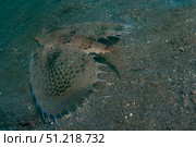 Flying gurnard, Lembeh Strait, North Sulawesi, Indonesia. VW Pics/Stocktrek Images/TASS. Стоковое фото, агентство ТАСС / Фотобанк Лори