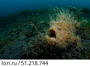 Hairy striated frogfish, Lembeh Strait, North Sulawesi, Indonesia. VW Pics/Stocktrek Images/TASS. Стоковое фото, агентство ТАСС / Фотобанк Лори