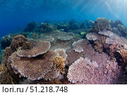 Hard coral garden with a variety of coral in Komodo National Park, Indonesia. VW Pics/Stocktrek Images/TASS. Стоковое фото, агентство ТАСС / Фотобанк Лори