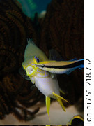 A blue streak cleaner wrasse cleans a golden damselfish/ VW Pics/Stocktrek Images/TASS. Стоковое фото, агентство ТАСС / Фотобанк Лори