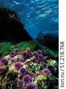 Purple sea urchin, California, Pacific Ocean. VW Pics/Stocktrek Images/TASS. Стоковое фото, агентство ТАСС / Фотобанк Лори