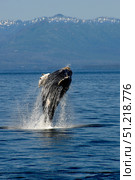 Humpback whale, Clarence Strait, Alaska, Pacific Ocean. VW Pics/Stocktrek Images/TASS. Стоковое фото, агентство ТАСС / Фотобанк Лори