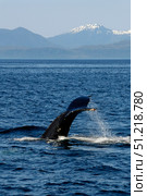 Humpback whale, Clarence Strait, Alaska, Pacific Ocean. VW Pics/Stocktrek Images/TASS. Стоковое фото, агентство ТАСС / Фотобанк Лори