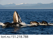 Humpback whales bubble-net feeding, Clarence Strait, Alaska, Pacific Ocean. VW Pics/Stocktrek Images/TASS. Стоковое фото, агентство ТАСС / Фотобанк Лори