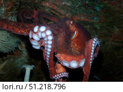Giant Pacific octopus (Enteroctopus dofleini). VW Pics/Stocktrek Images/TASS. Стоковое фото, агентство ТАСС / Фотобанк Лори