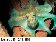 Caribbean reef octopus tent feeding in the Atlantic Ocean. VW Pics/Stocktrek Images/TASS. Стоковое фото, агентство ТАСС / Фотобанк Лори