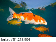 Koi freshwater carp raised in ponds. VW Pics/Stocktrek Images/TASS. Стоковое фото, агентство ТАСС / Фотобанк Лори