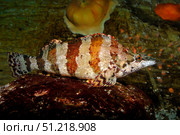 Painted greenling (Oxylebius pictus). VW Pics/Stocktrek Images/TASS. Стоковое фото, агентство ТАСС / Фотобанк Лори