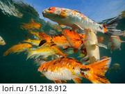 Koi freshwater carp raised in ponds. VW Pics/Stocktrek Images/TASS. Стоковое фото, агентство ТАСС / Фотобанк Лори