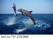 Bottlenose dolphin in the Carribean, off Roatan Island, Honduras. VW Pics/Stocktrek Images/TASS. Стоковое фото, агентство ТАСС / Фотобанк Лори
