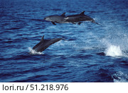 Bottlenose dolphin in the Gulf of California, Mexico. VW Pics/Stocktrek Images/TASS. Стоковое фото, агентство ТАСС / Фотобанк Лори