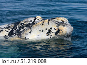 Close-up view of the head of a white calf southern right whale. VW Pics/Stocktrek Images/TASS. Стоковое фото, агентство ТАСС / Фотобанк Лори