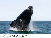 An adult southern right whale breaching the waters off Argentina. VW Pics/Stocktrek Images/TASS. Стоковое фото, агентство ТАСС / Фотобанк Лори