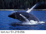 Humpback whale calf breaching. Inside Passage, Southeast Alaska. VW Pics/Stocktrek Images/TASS. Стоковое фото, агентство ТАСС / Фотобанк Лори