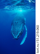 Humpback whale (Megaptera novaeangliae). VW Pics/Stocktrek Images/TASS. Стоковое фото, агентство ТАСС / Фотобанк Лори
