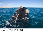 A southern right whale raising the forward part of its head above the surface. VW Pics/Stocktrek Images/TASS. Стоковое фото, агентство ТАСС / Фотобанк Лори